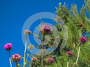 Milk thistle flower