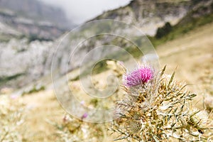 Milk thistle flower