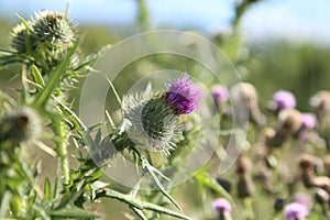 Milk thistle flower garden, front cover of magazine or billboard