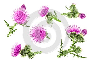 Milk thistle flower isolated on white background. Top view. Flat lay pattern