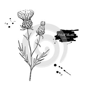 Milk thistle flower vector drawing set. Isolated wild plant and leaves. Herbal engraved style