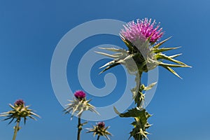 Milk thistle flowerheads against blue sky