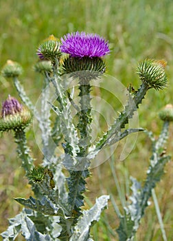 Milk thistle flowers.Blessed milk thistle flowers, close. Silybum marianum herbal remedy