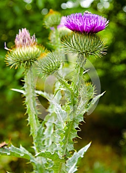 Milk thistle flowers.Blessed milk thistle flowers, close. Silybum marianum herbal remedy