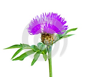Milk thistle flowers isolated on white  background