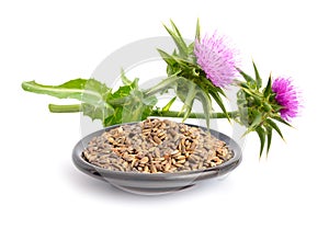 Milk thistle flowers with seeds. photo