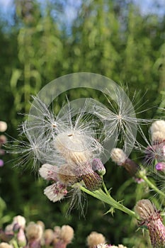 Milk thistle fluff seeds and flowers, front cover of magazine or billboard