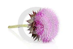 Milk thistle isolated