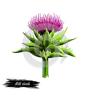 Milk thistle isolated digital art illustration. Silybum marianum, cardus marianus, blessed milkthistle, Marian or Mary, Saint Mary