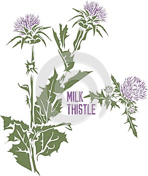 Milk thistle plant in color drawing vector illustration