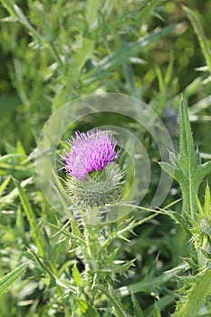 Milk thistle plant front cover of magazine or billboard