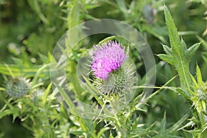 Milk thistle plant front cover of magazine or billboard
