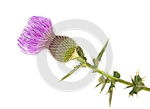 Milk Thistle plant herbal remedy. Scotch thistle on white background