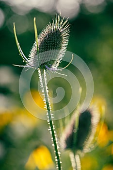 Milk Thistle Seed pods drying in the late day sun