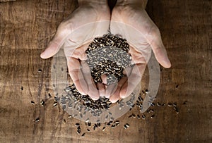 Milk thistle seeds on the background.Health and beauty.Vegan and Vegetarian.