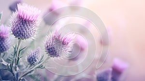 Milk Thistle or silybum, herb with anti-inflammatory propertie on blue background. Banner. photo