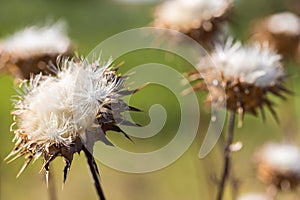 Milk Thistle Silybum marianum dried flowers in the summer.