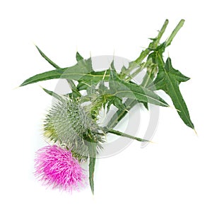 Milk Thistle (Silybum Marianum) with Flower Isolated on White Background