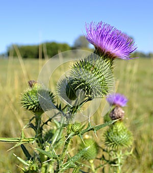 Milk thistle thistle