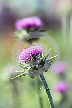Milk thistle at the time of flowering