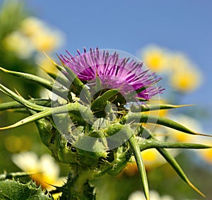 Colorful flowerhead of milk thistle in full splendor