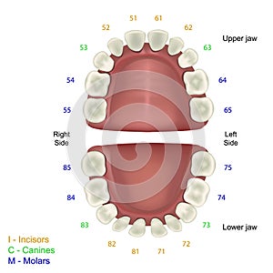 Milk tooth medical illustration, fdi tooth scheme infographic