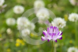 Milk vetch flower