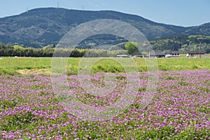 Milk vetch flower fields