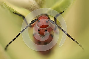 MIlk weed beetle