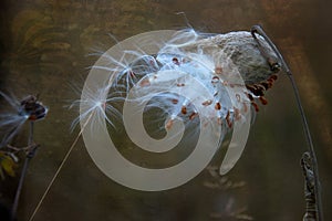 Milk Weed Pod seeds blowing in the wind