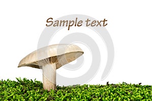 Milk-white brittlegill mushroom russulaceae
