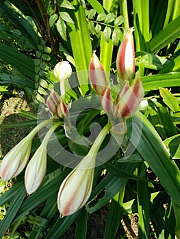 Milk and wine lilies pink striped trumpet lilies crinum latifolium