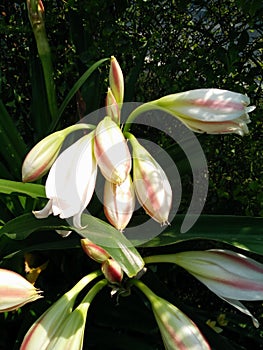 Milk and wine lilies wide leaved pink striped trumpet lilies