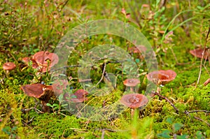 Milkcap mushrooms in the moss