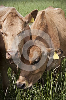 Milkcows on pastureland