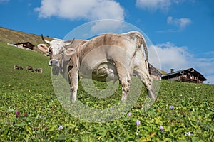 Milker cow in alpine landscape on the meadow