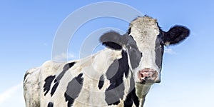 Milker cow black and white, pink nose, in front of a blue sky