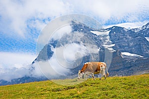 milker cow at Kleine Scheidegg meadow, against Eiger north face mountain, swiss alps