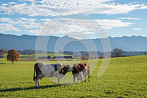 Milker cows in rural bavarian landscape