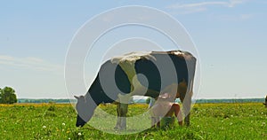 Milker milk cow on a green field