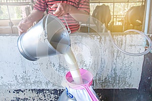 A milker pouring fresh milk into a container