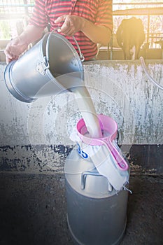 A milker pouring fresh milk into a container