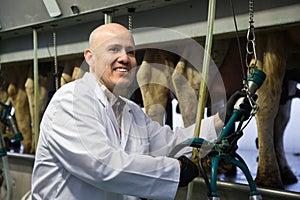 Milker working with milking machines livestock barn