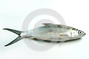 Milkfish (Chanos chanos)