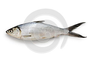 Milkfish is an important seafood in Southeast Asia as it is easily farmed. photo