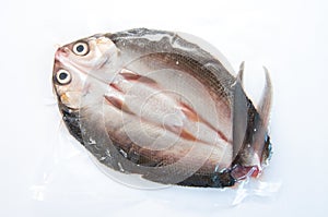 Milkfish