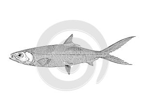 Milkfish vector illustration