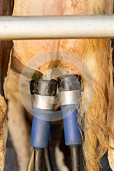 Milking cluster attached to a cow`s udder