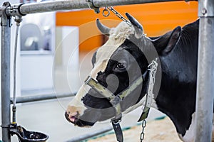 Milking cow at agricultural animal exhibition, trade show - close up
