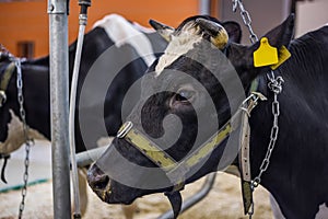 Milking cow at agricultural animal exhibition, trade show - close up